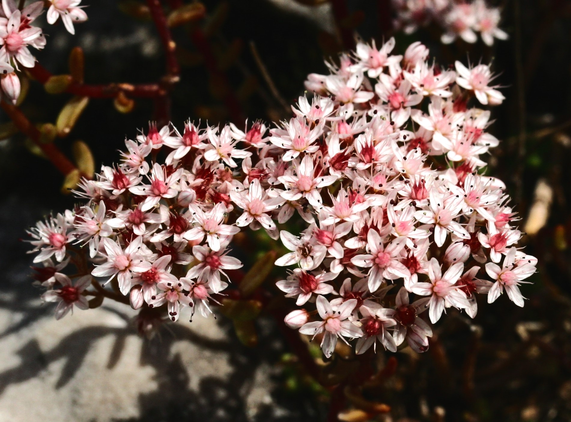 Sedum album L.