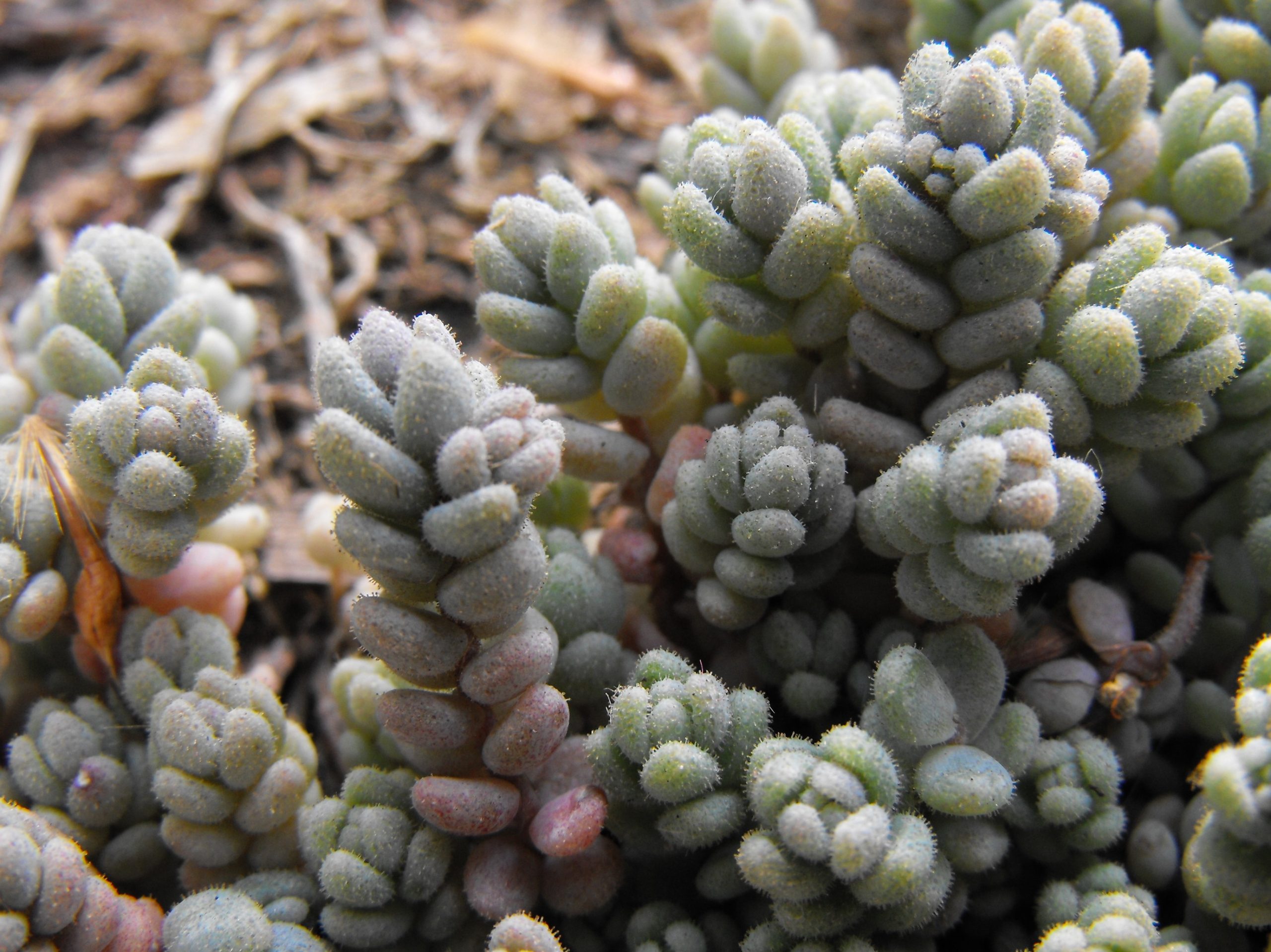 Sedum dasyphyllum L.