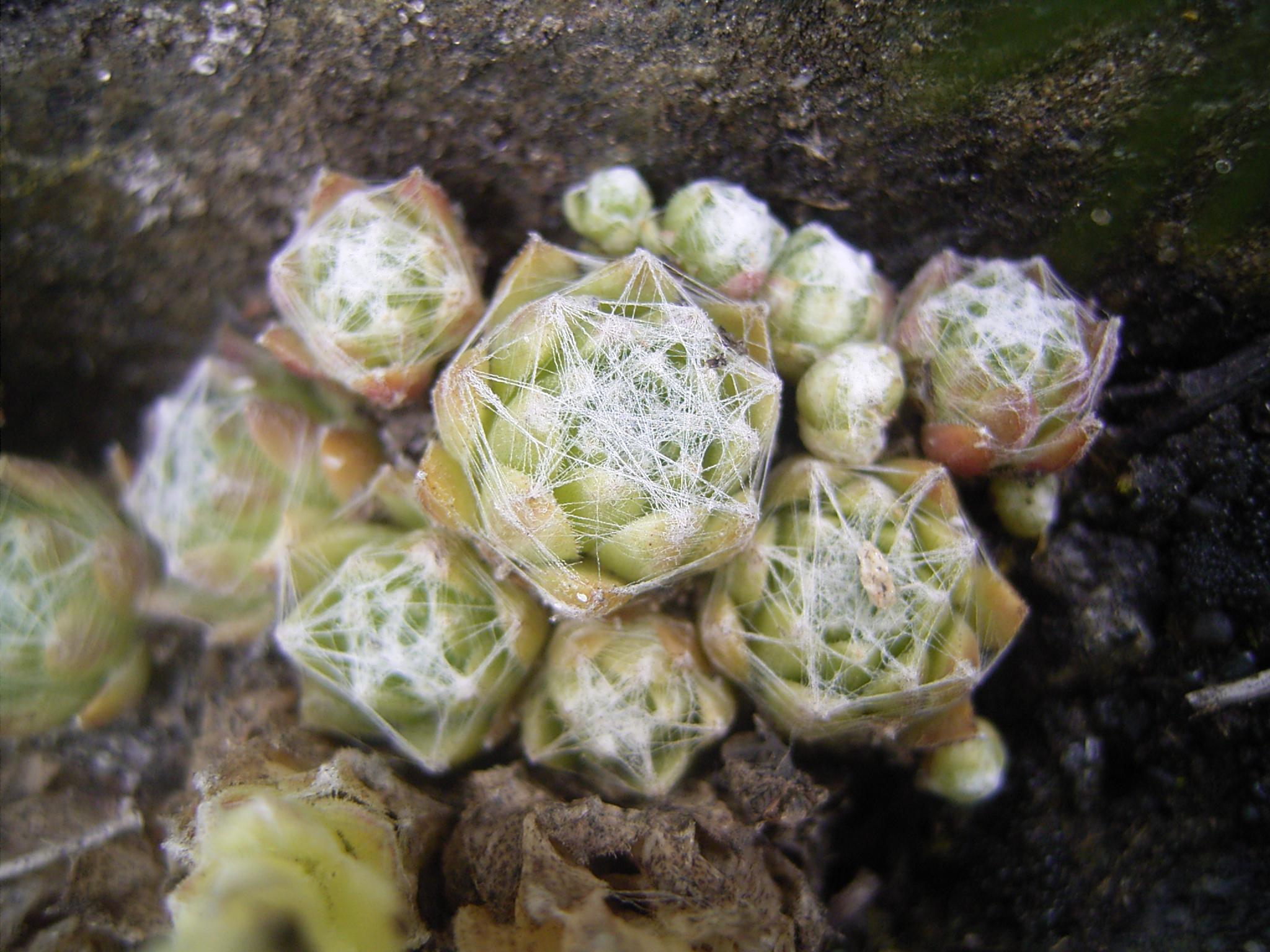 Sempervivum arachnoideum L.