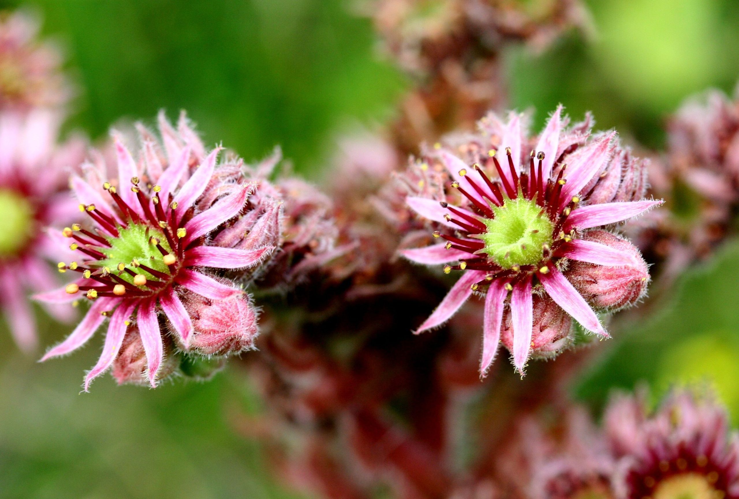 Sempervivum tectorum L.