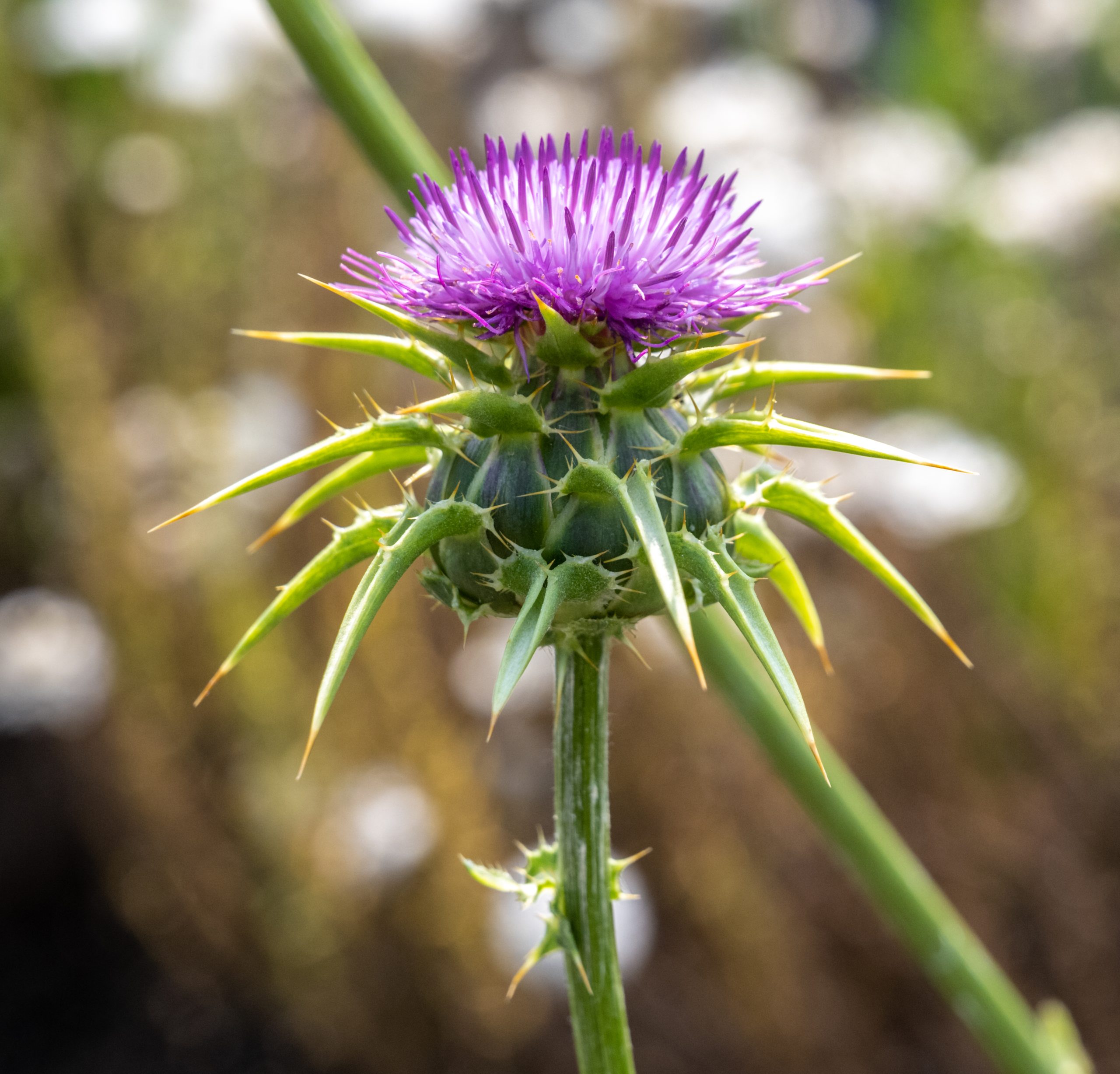 Silybum marianum (L.) Gaertn.