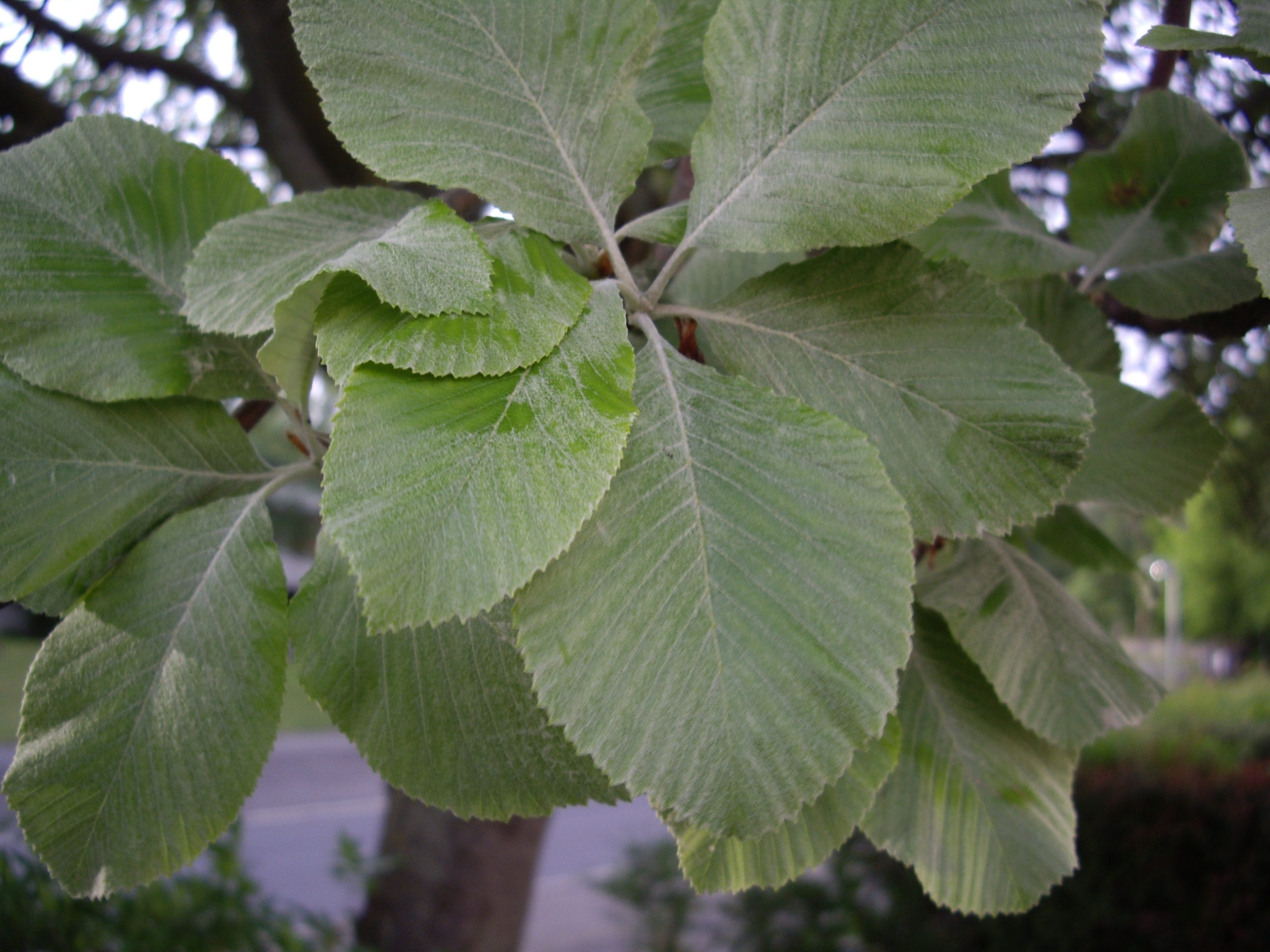 Sorbus aria (L.) Crantz - subsp. aria