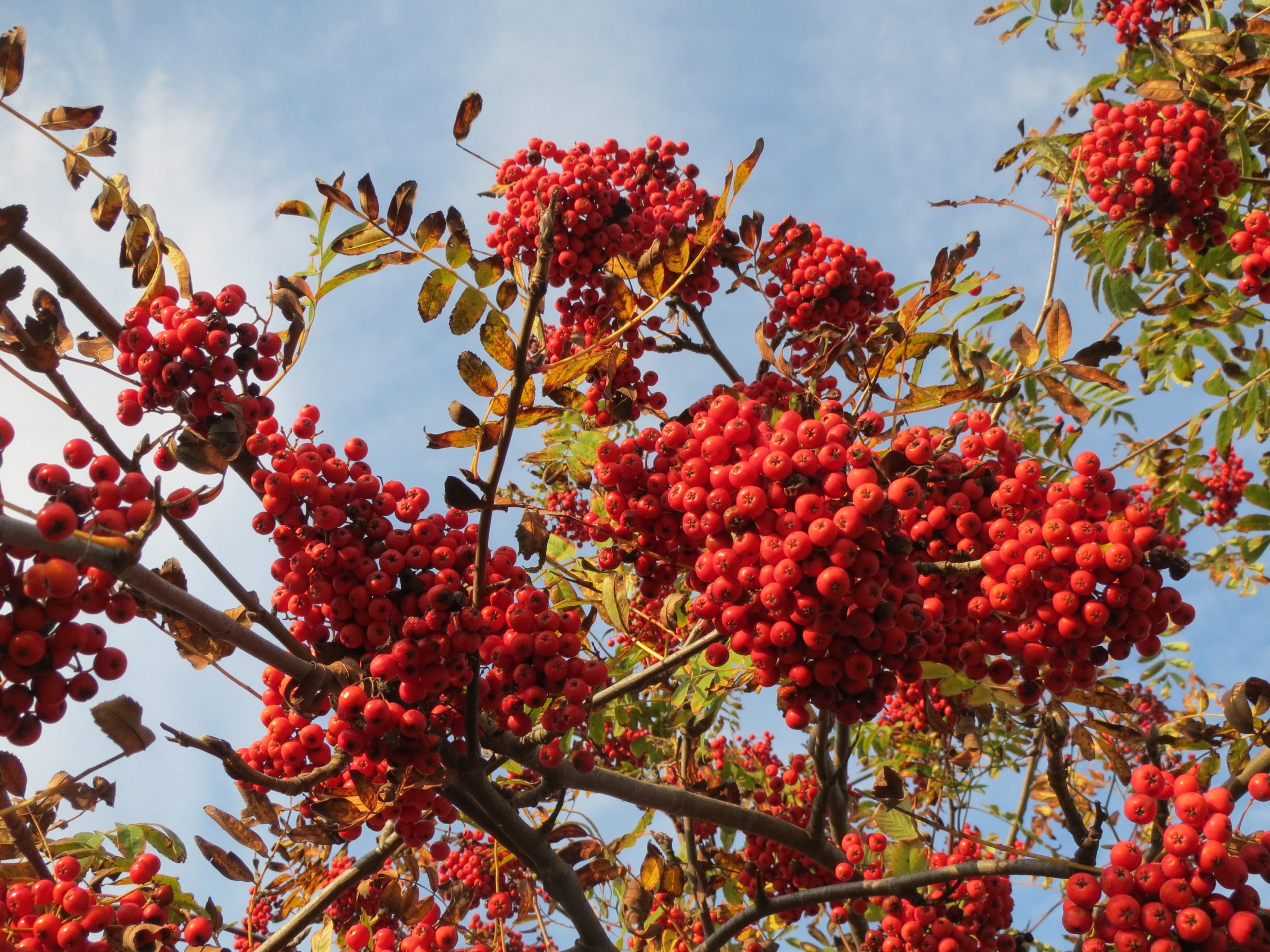 Sorbus aucuparia L.