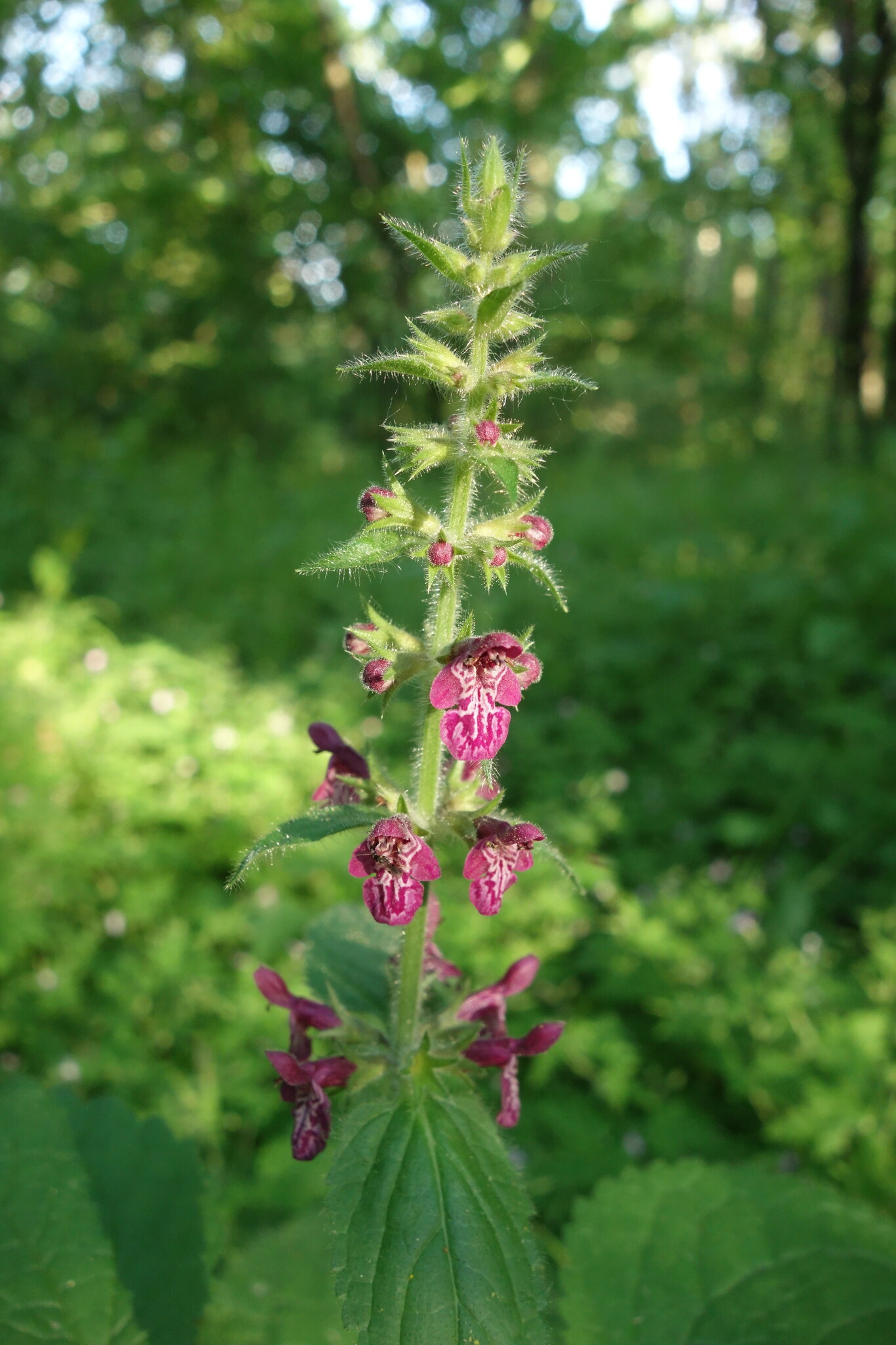 Stachys sylvatica L.
