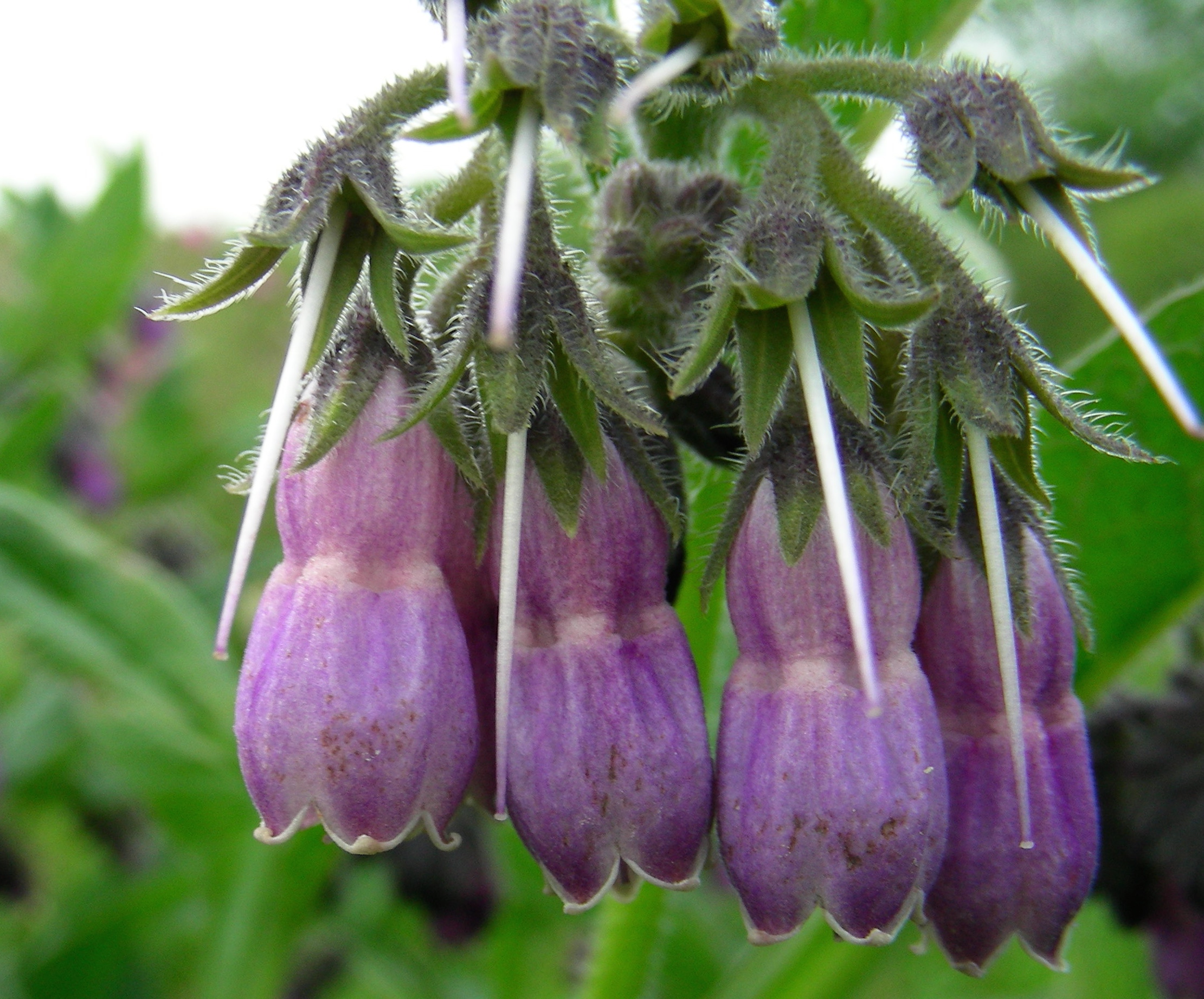 Symphytum officinale L.