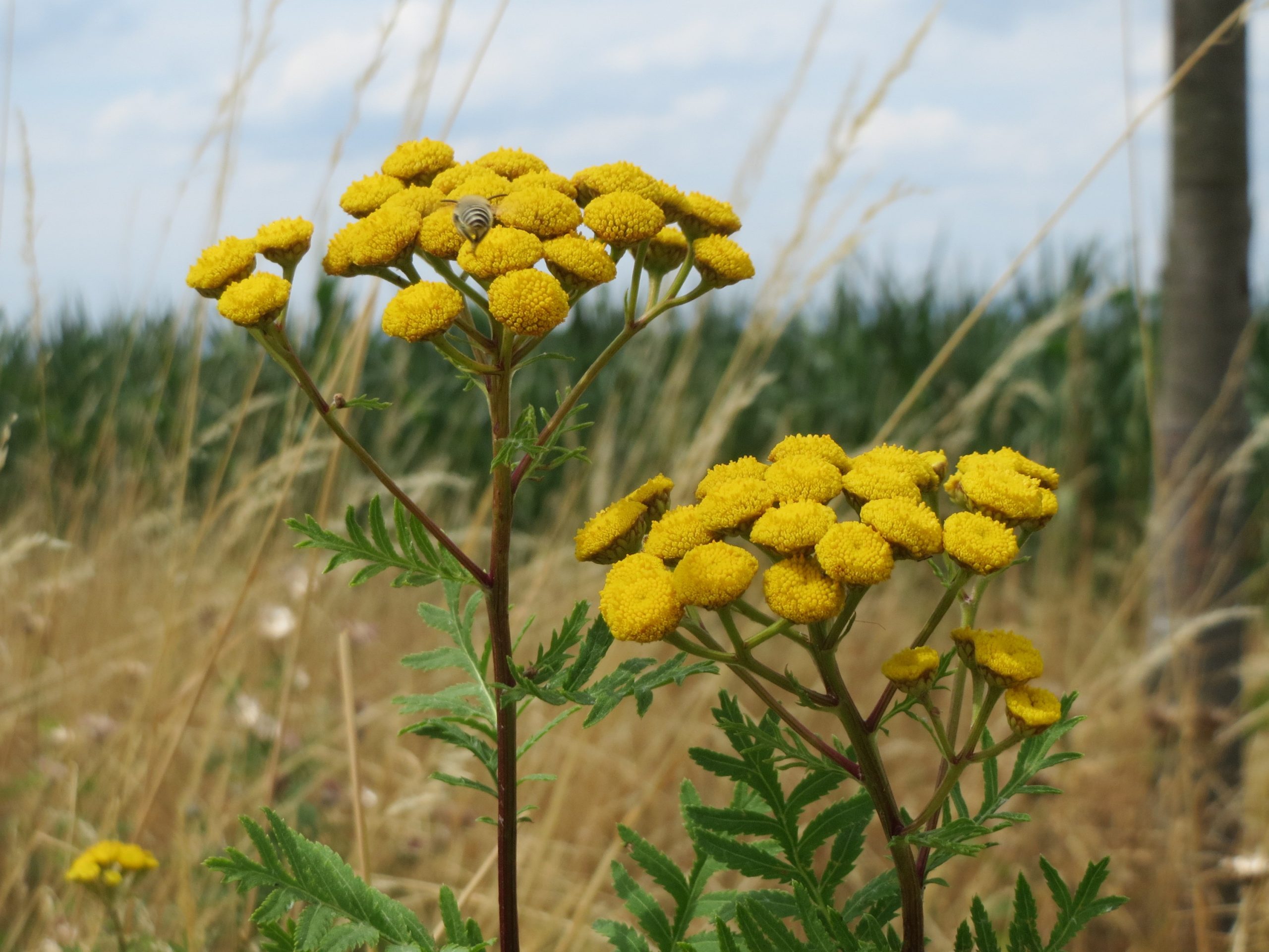 Tanacetum vulgare L.