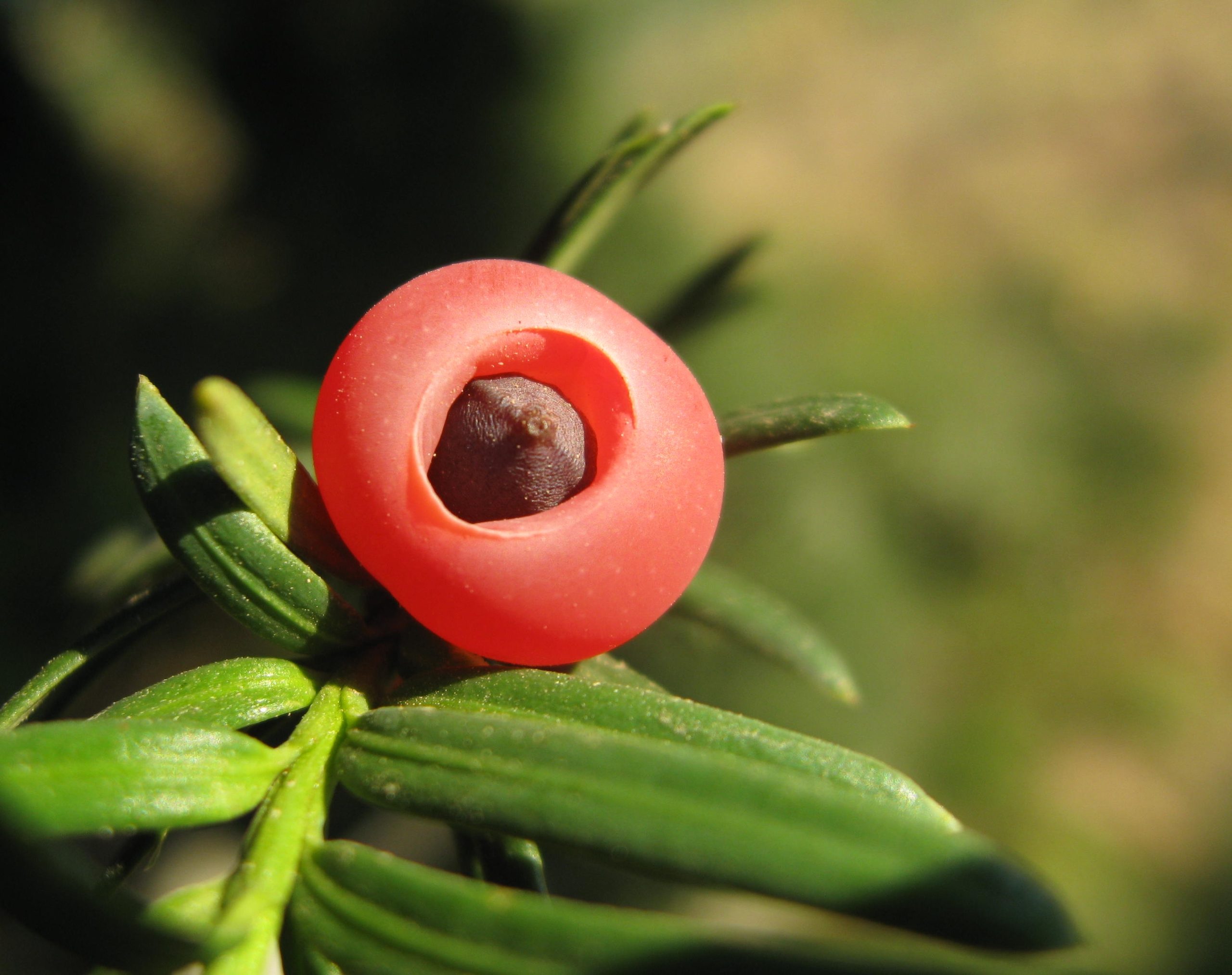 Taxus baccata L.