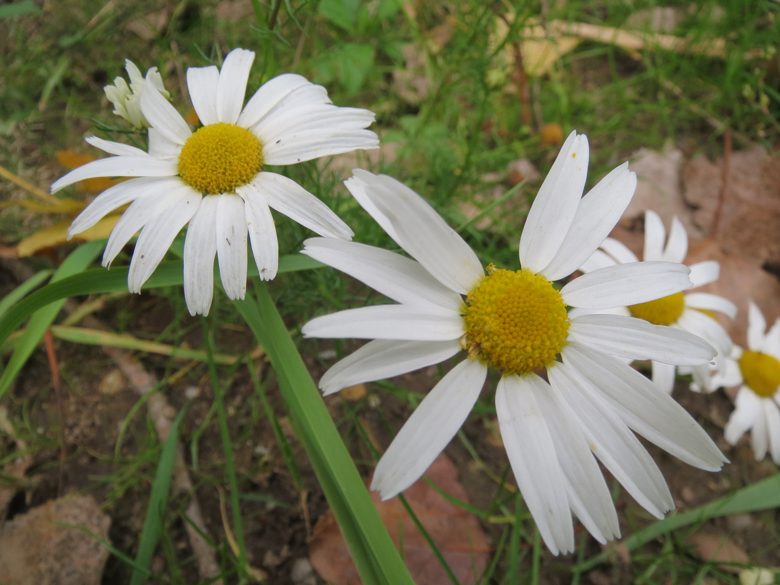 Tripleurospermum inodorum (L.) Sch.Bip.