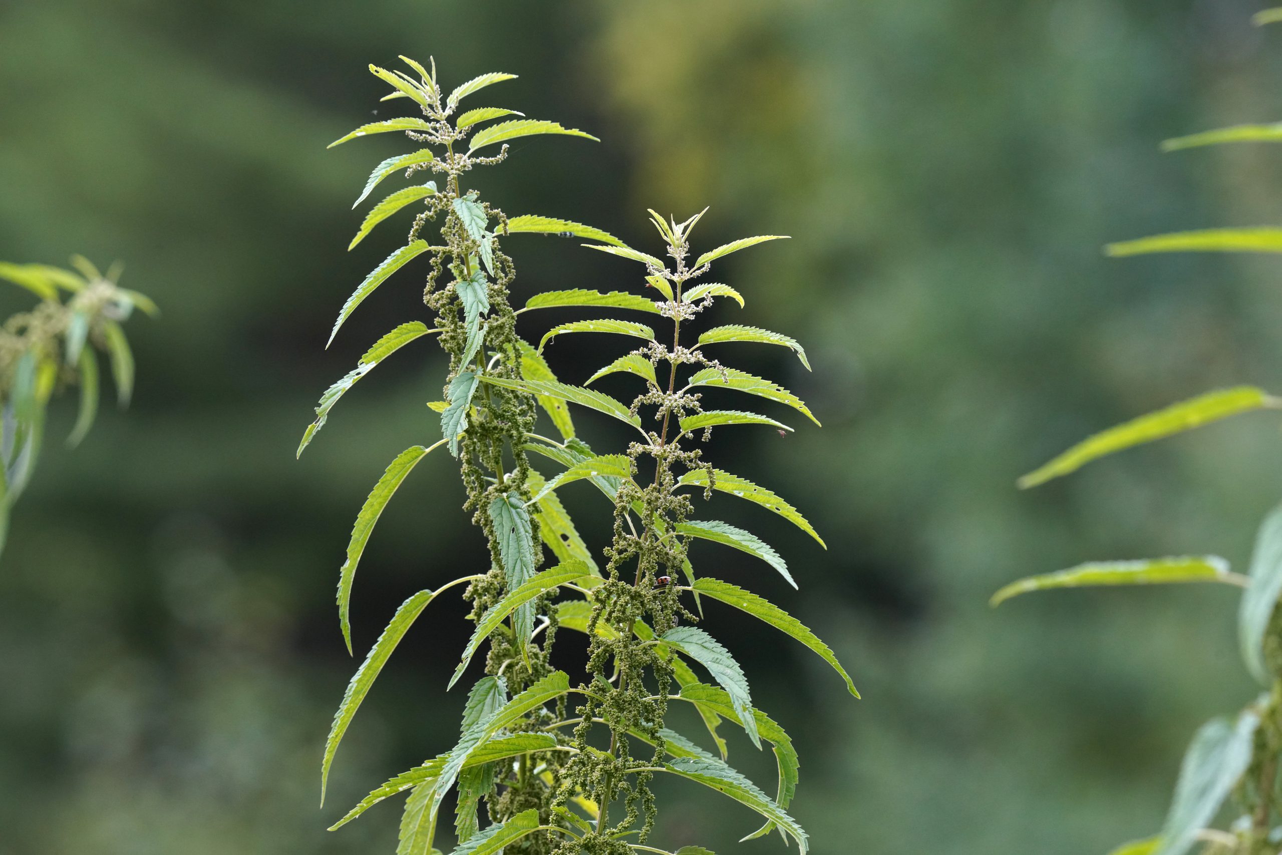 Urtica dioica L.