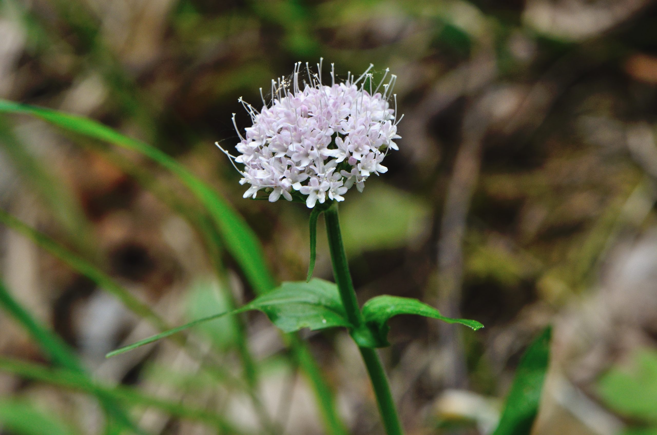 Valeriana montana L.
