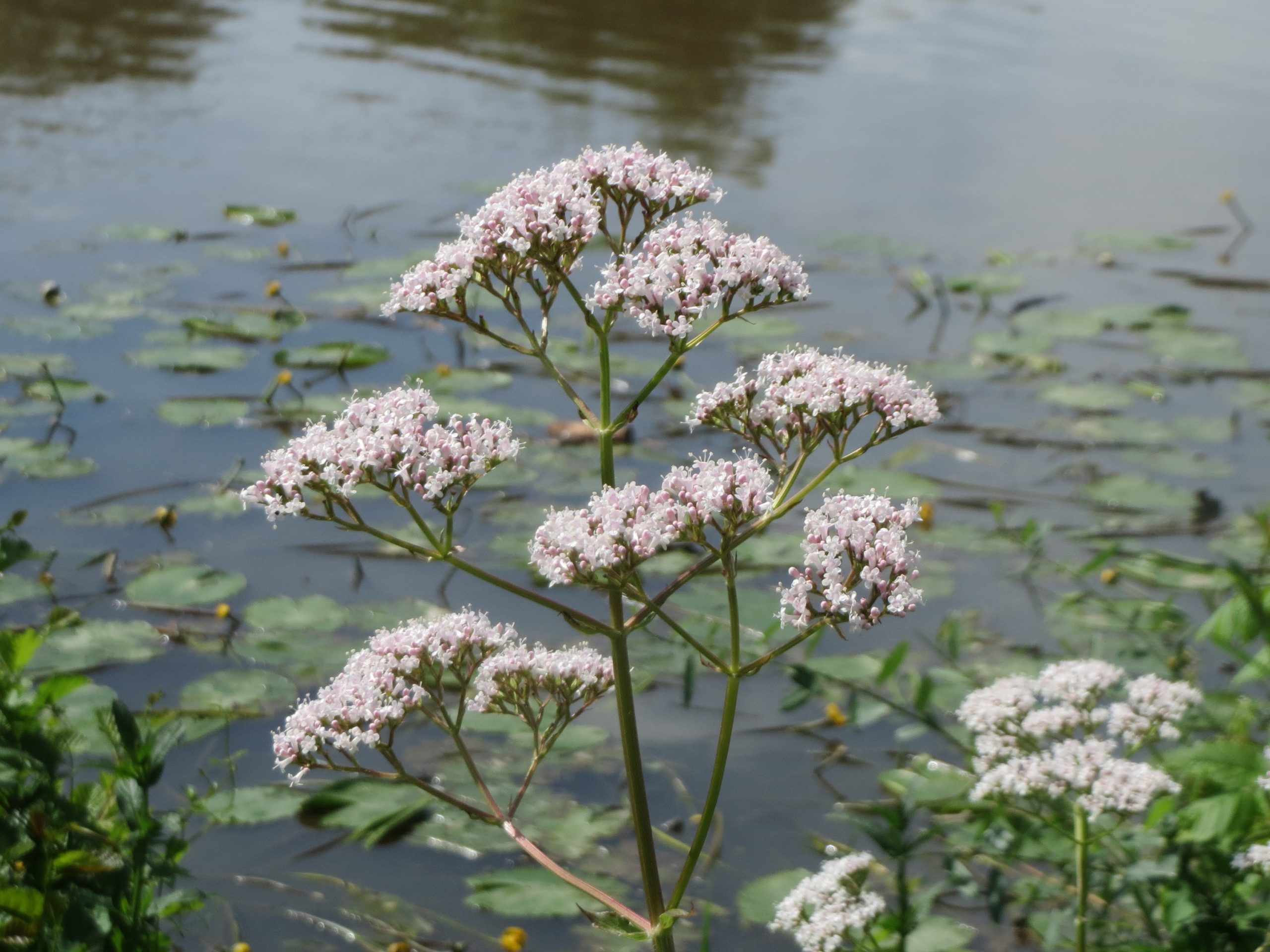 Valeriana officinalis L.