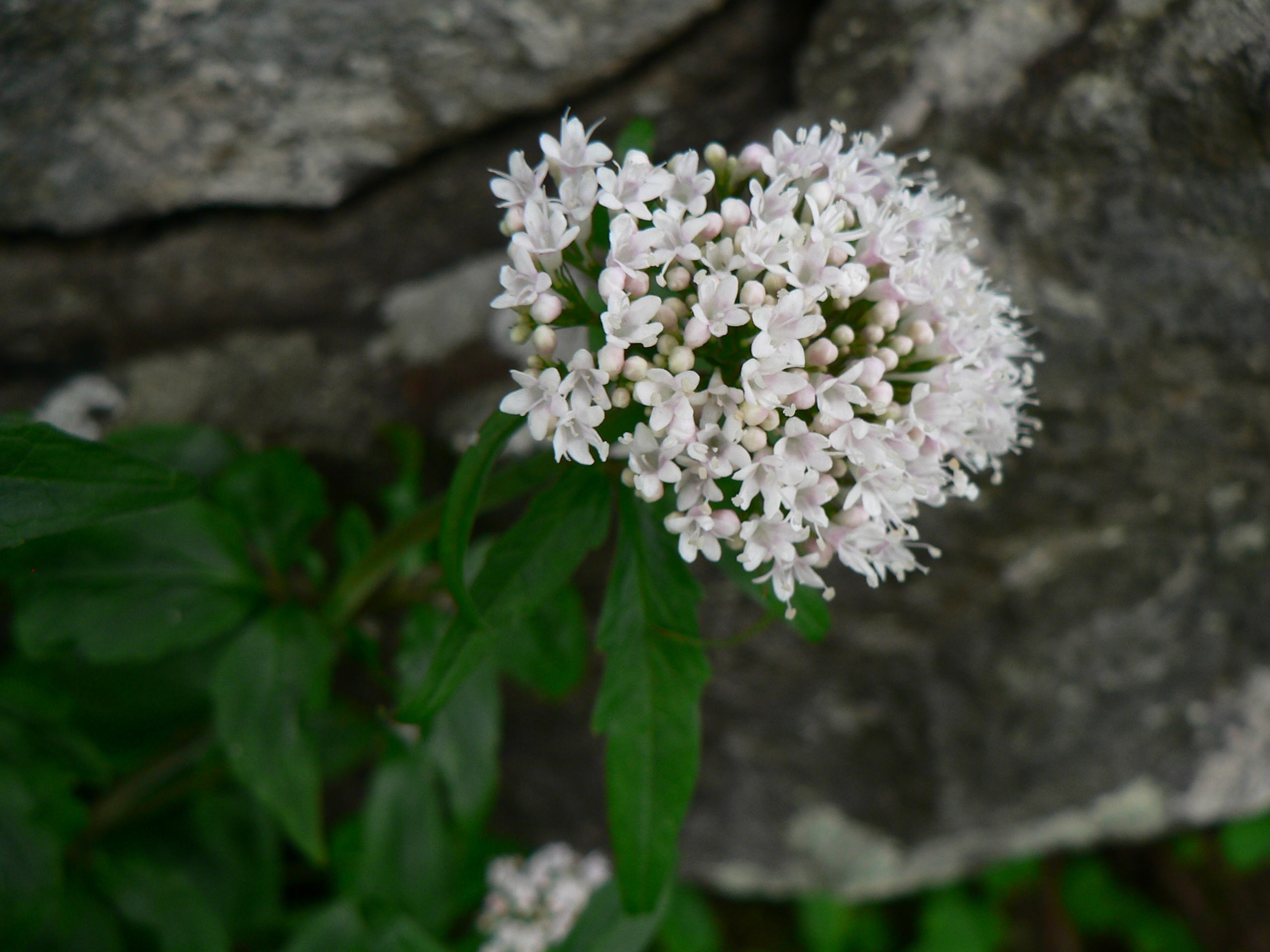 Valeriana tripteris L.