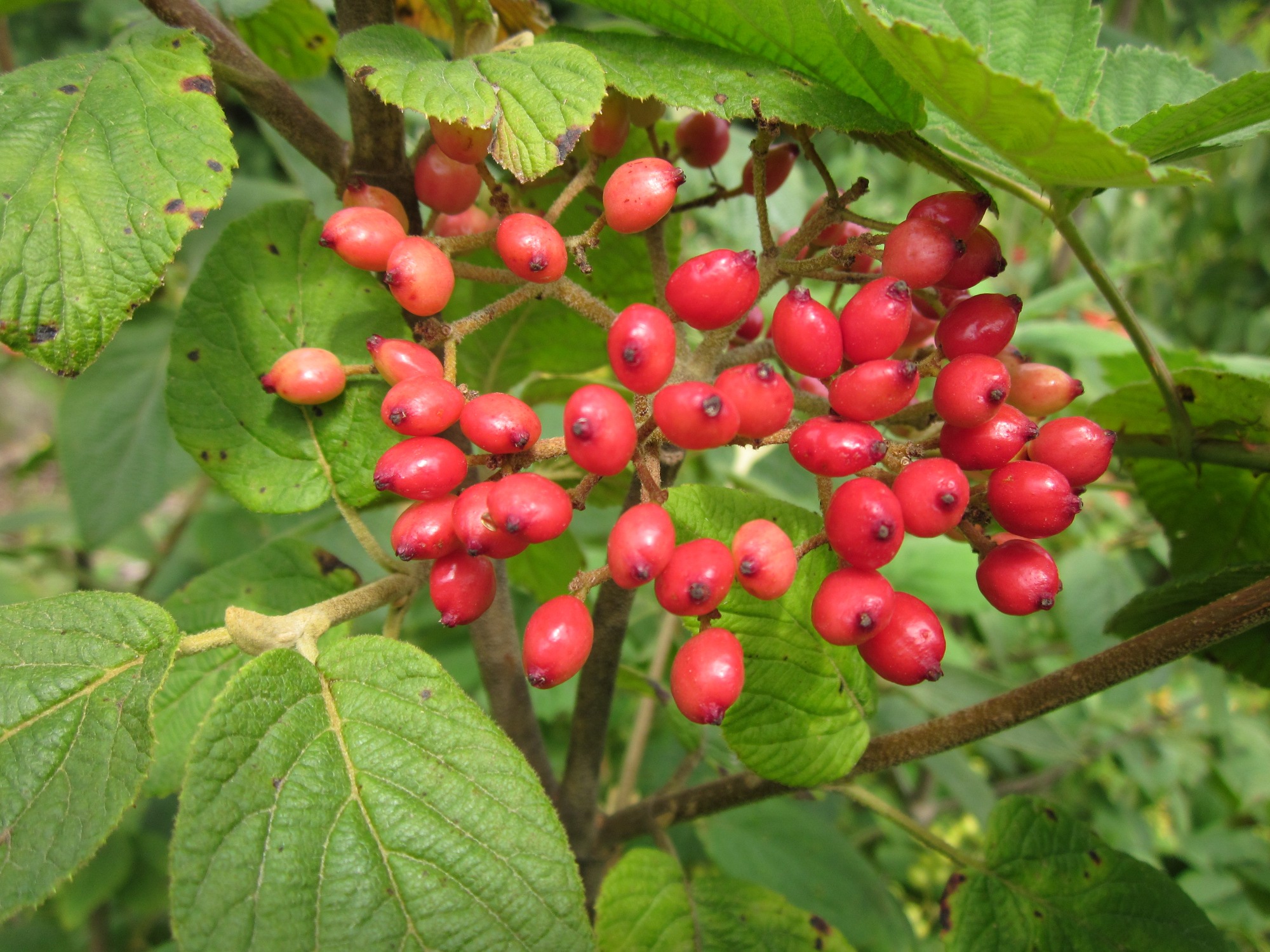 Viburnum lantana L.